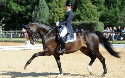 Dressurturnier Kerschlach – weitere Bilder auf Nachfrage